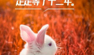 大年初一兔年祝福语