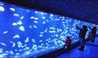 厦门海底世界门票